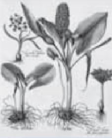 Craft Collection - Botanical Monochrom - Minton Hollins  