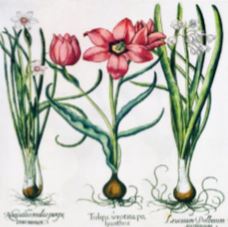 Craft Collection - botanical - Minton Hollins  