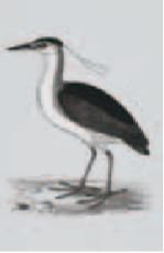 Craft Collection - Ornithology Fischreiher monochrom - Minton Hollins  